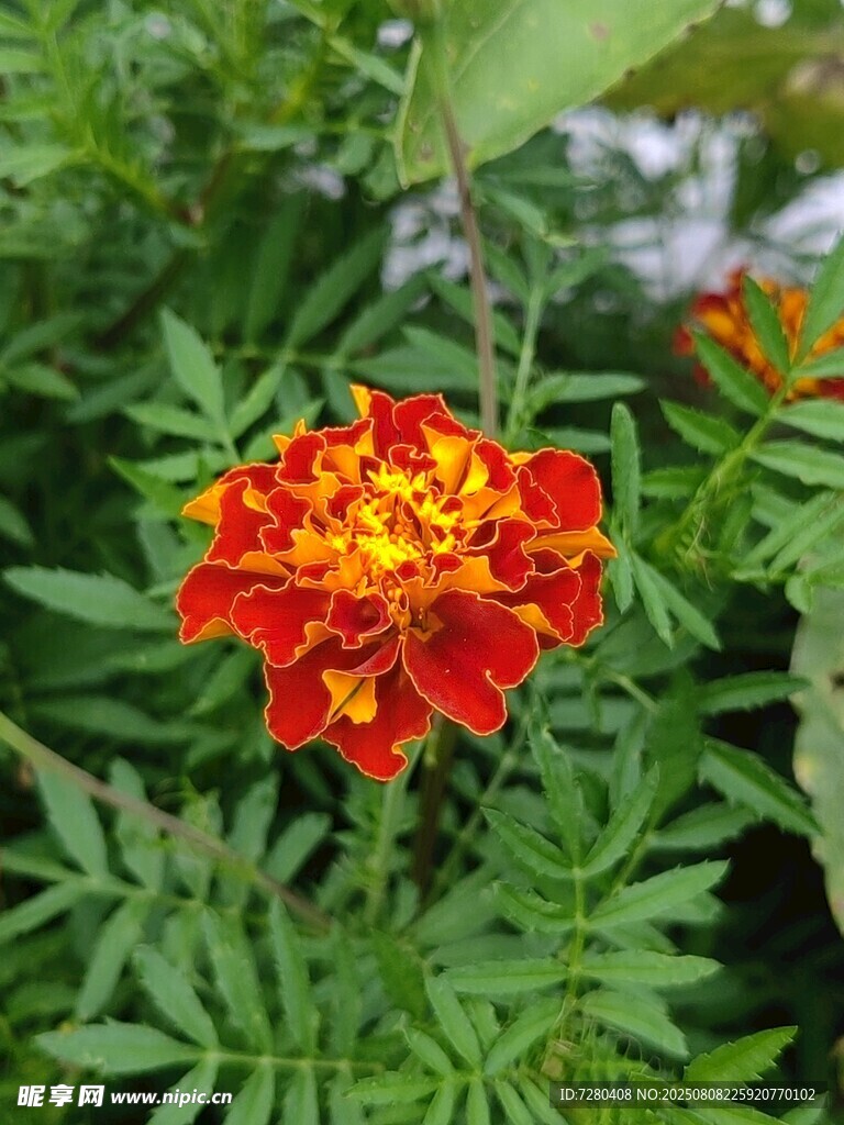 鮮艷萬壽菊綻放綠葉間