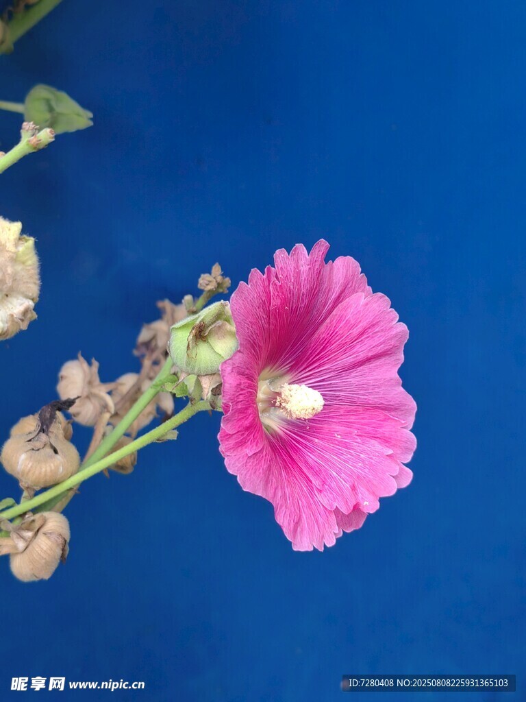 粉色蜀葵綻放
