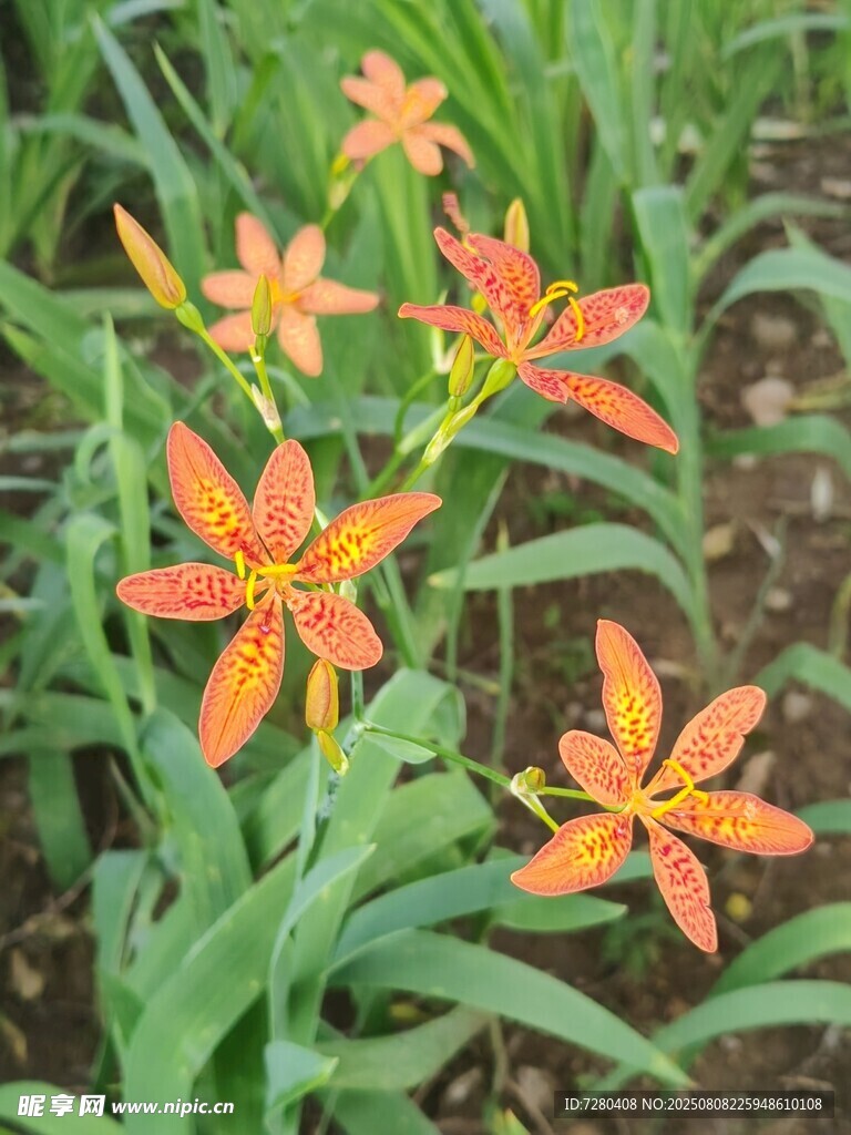橙色射干花綻放于綠葉間