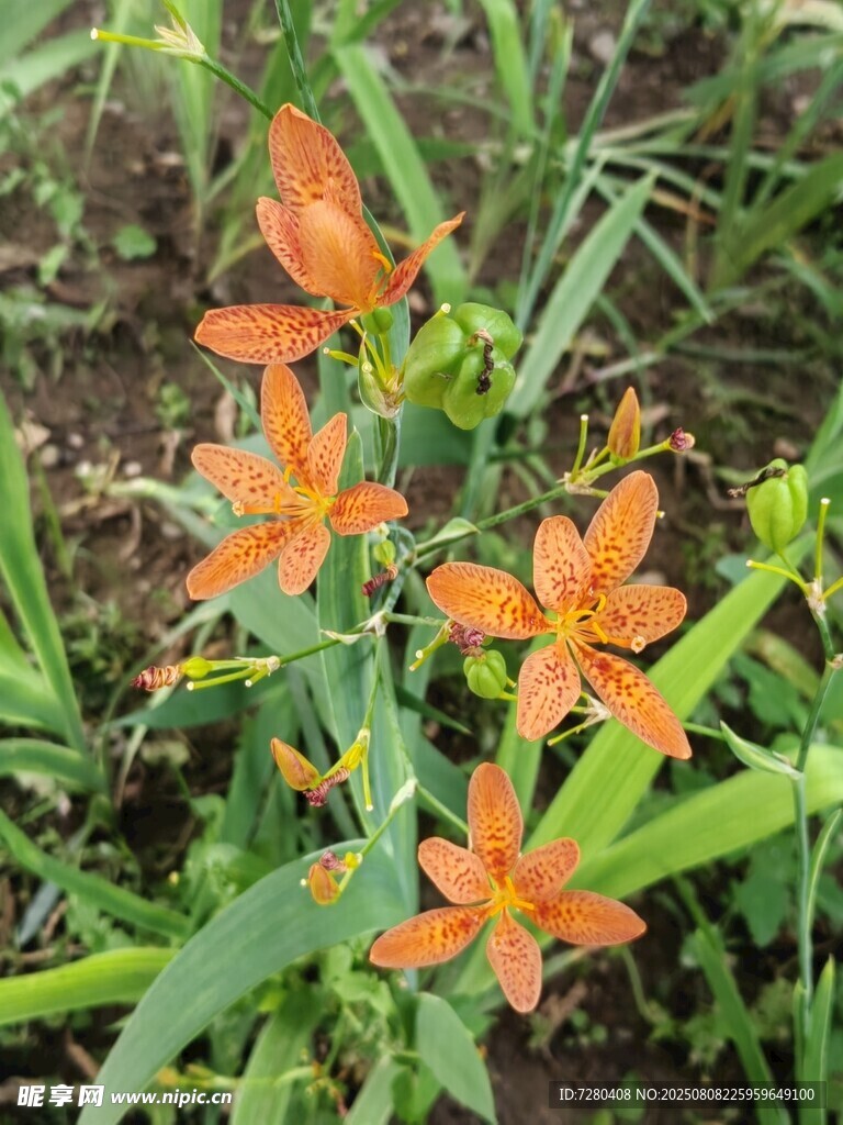 橙色野百合花綻放于草叢
