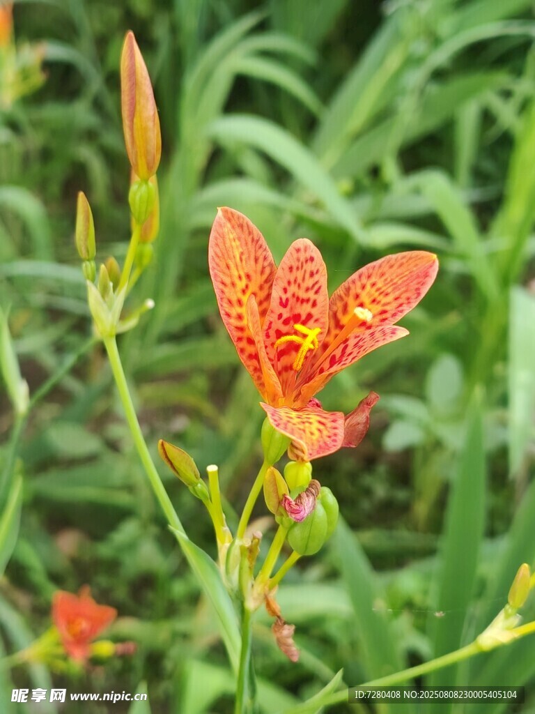 嬌艷射干花綻放于綠野