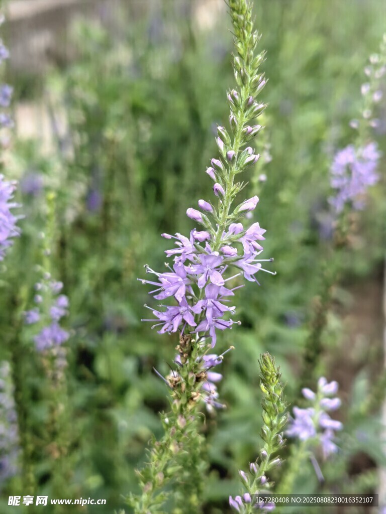 紫色小花綻放于草叢中