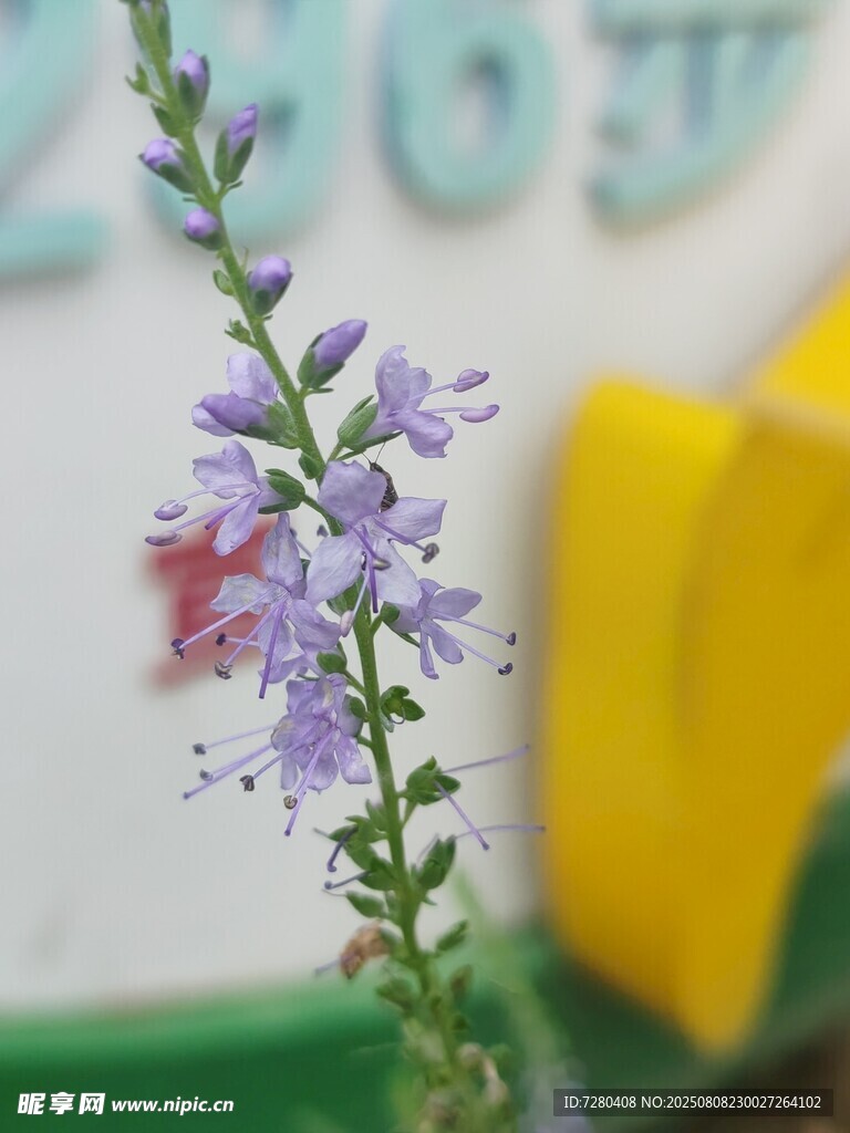 紫色小花特寫