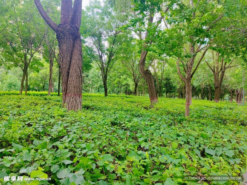 綠意盎然的森林景觀
