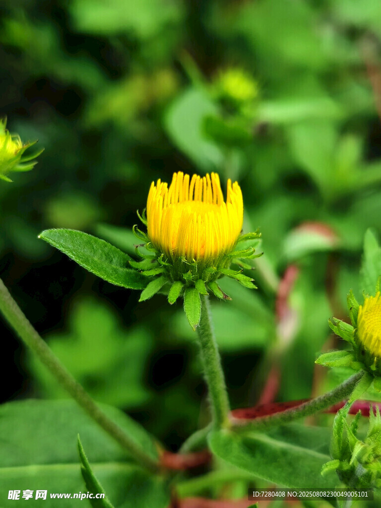 黃色小花綻放于綠葉間