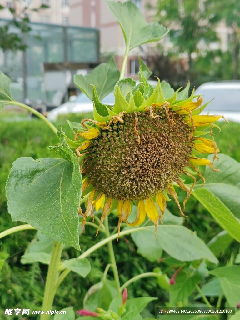 陽光下的向日葵綻放