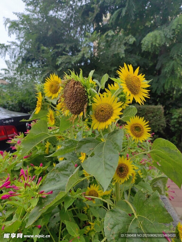 綻放的向日葵花叢