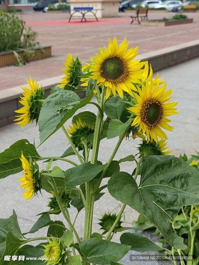 路邊綻放的向日葵