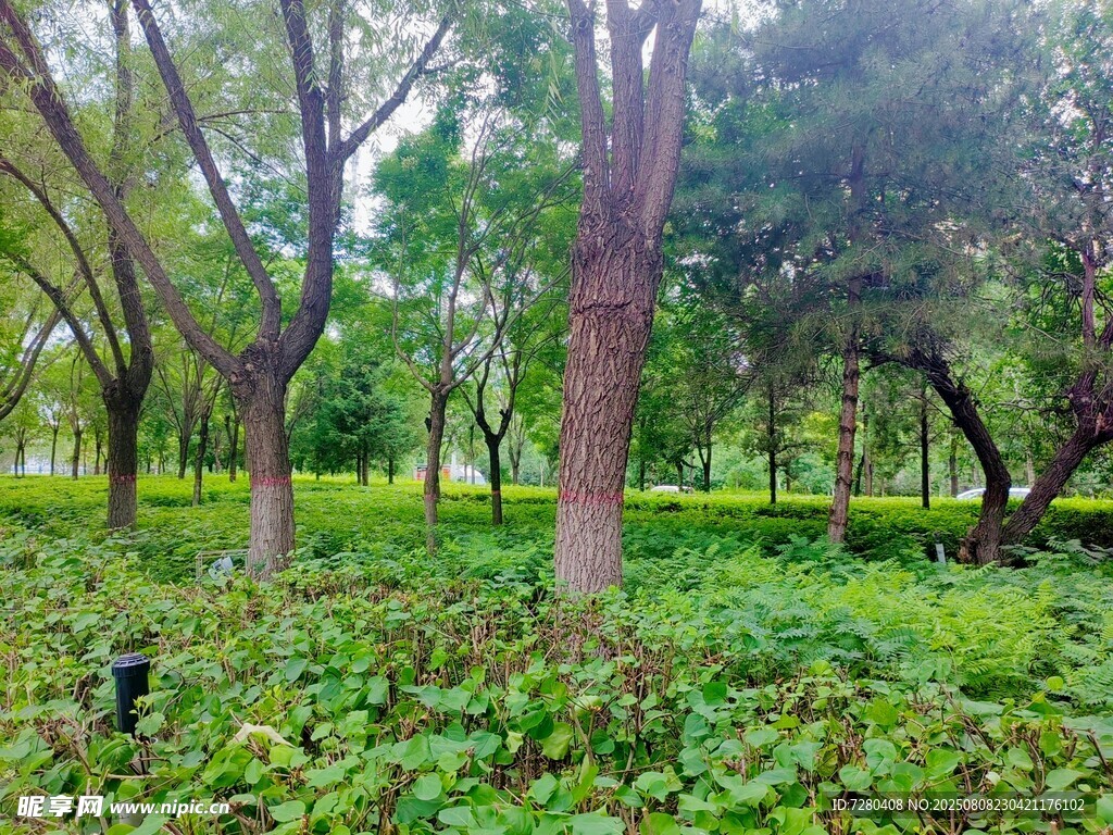 綠意盎然的森林景觀