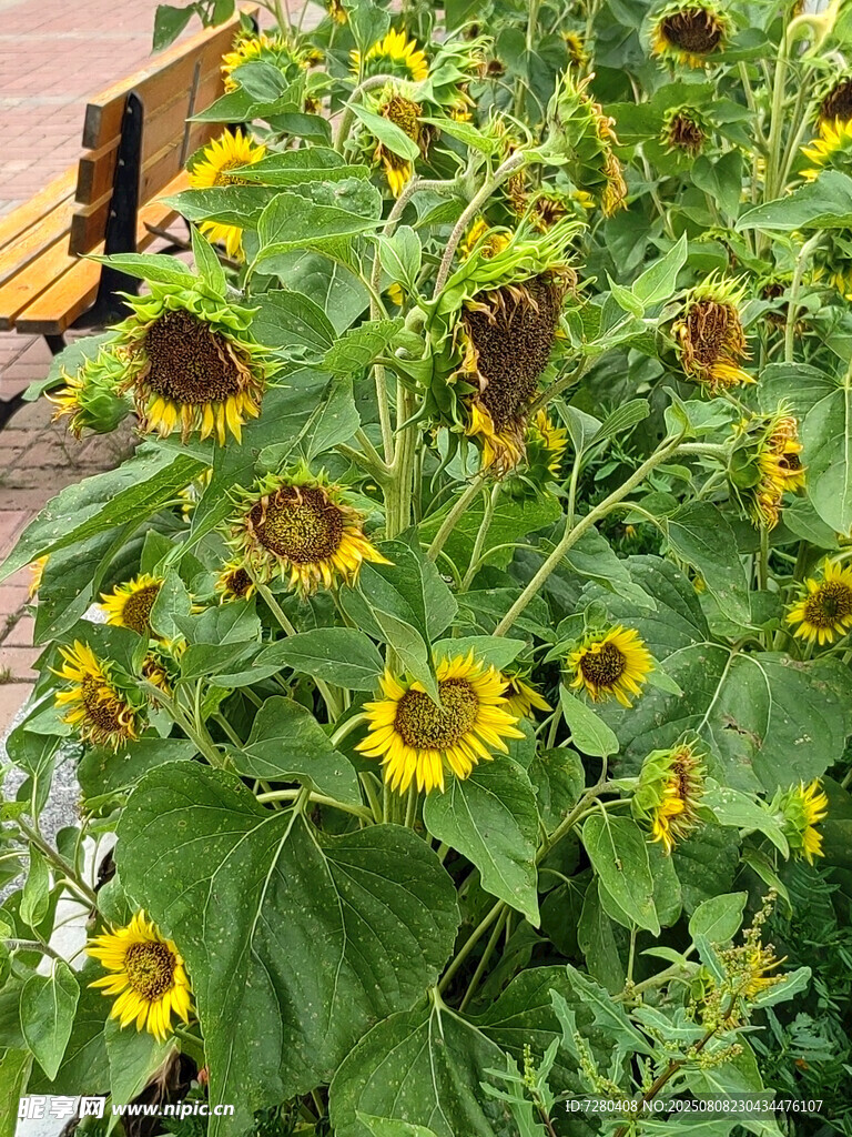 綻放的向日葵花叢