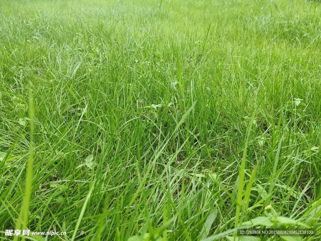 翠綠草地