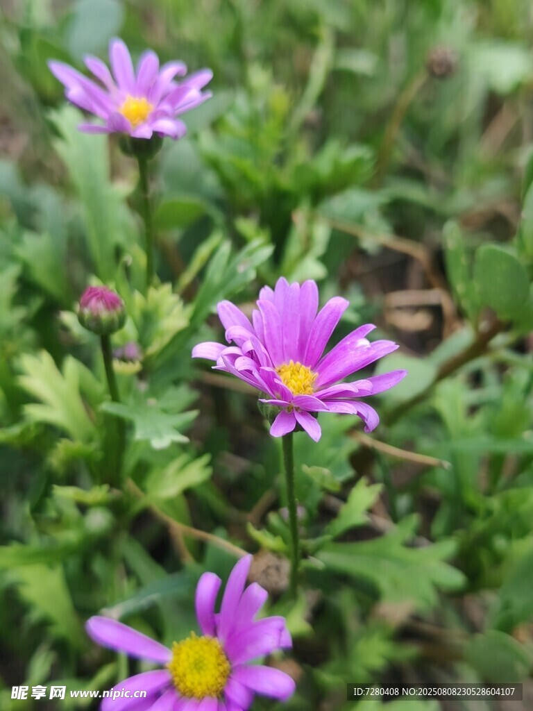 紫色小花綻放于綠葉間