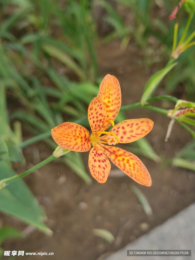 橙色斑點百合花特寫