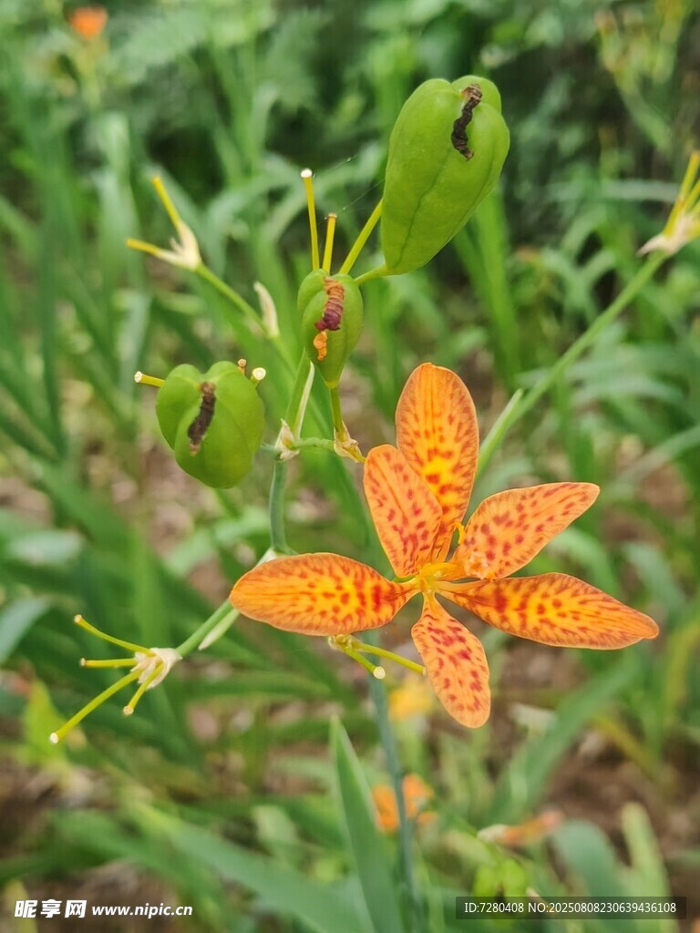 橙色射干花綻放綠葉間