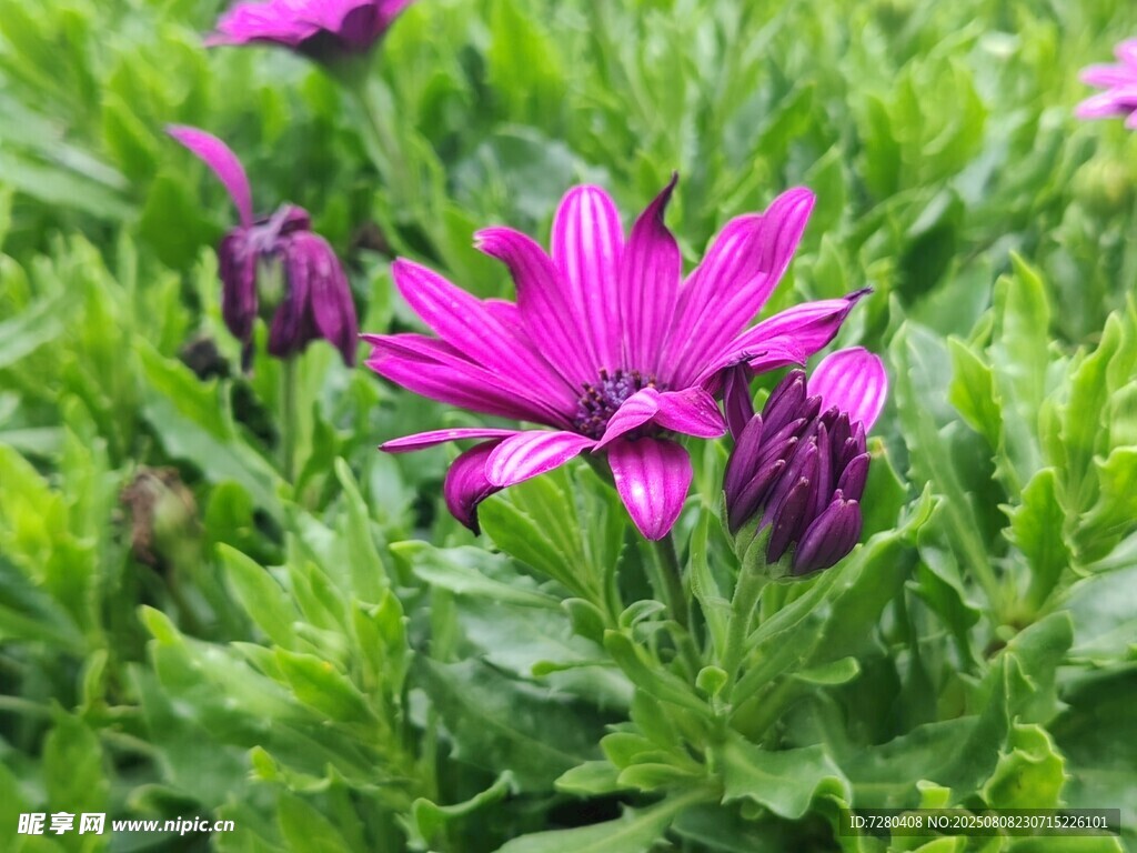 嬌艷紫花綻放于綠葉間