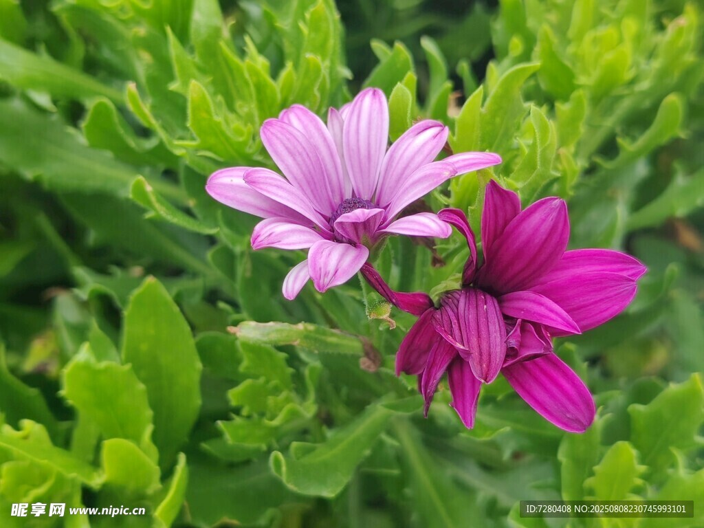 兩朵嬌艷綻放的美麗雛菊