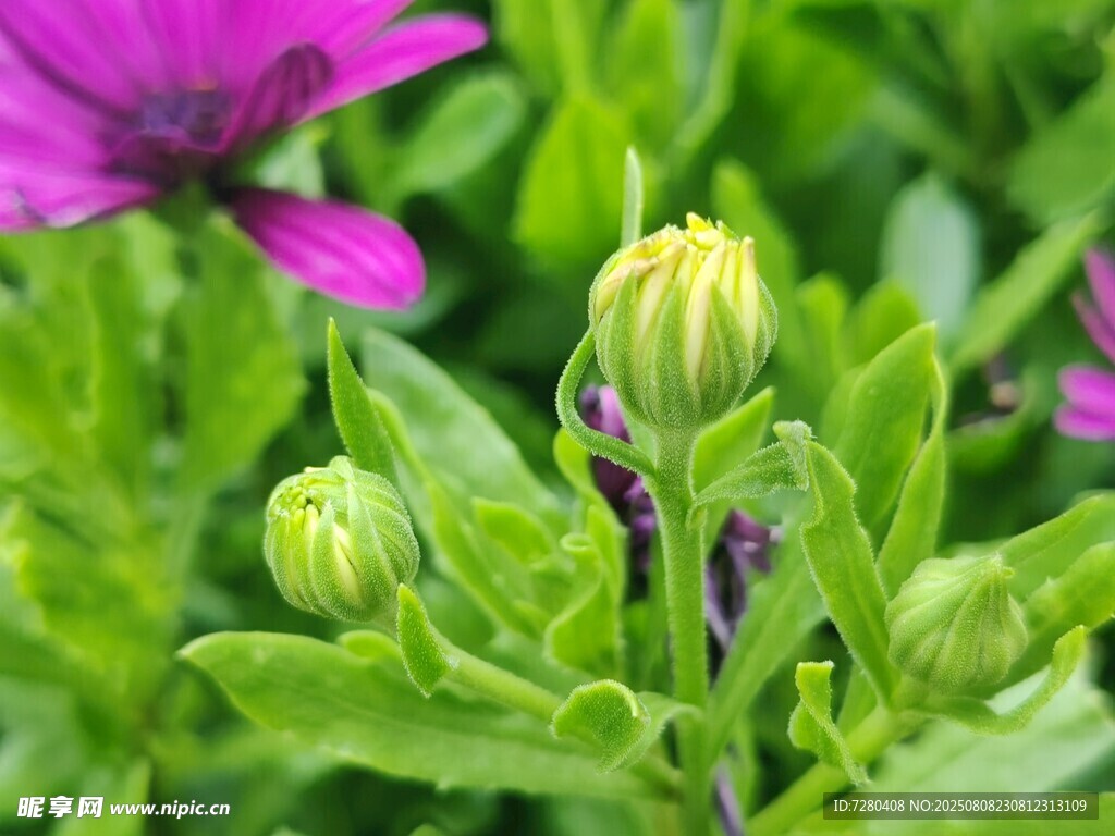紫色花卉與嫩綠花苞