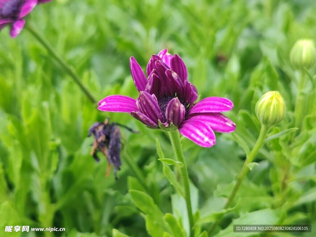 紫色綻放的美麗花卉