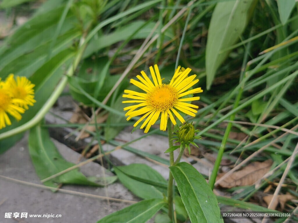 路邊綻放的黃色小花