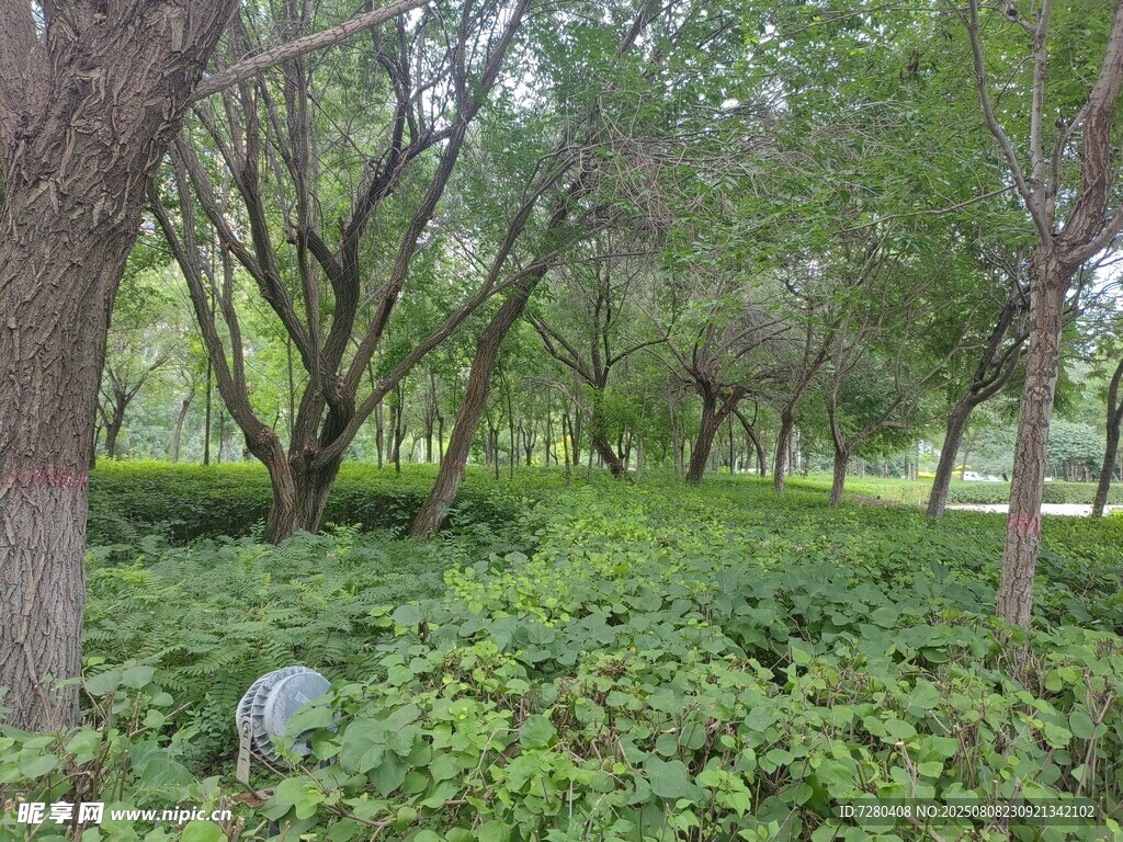 綠意盎然的樹林景觀