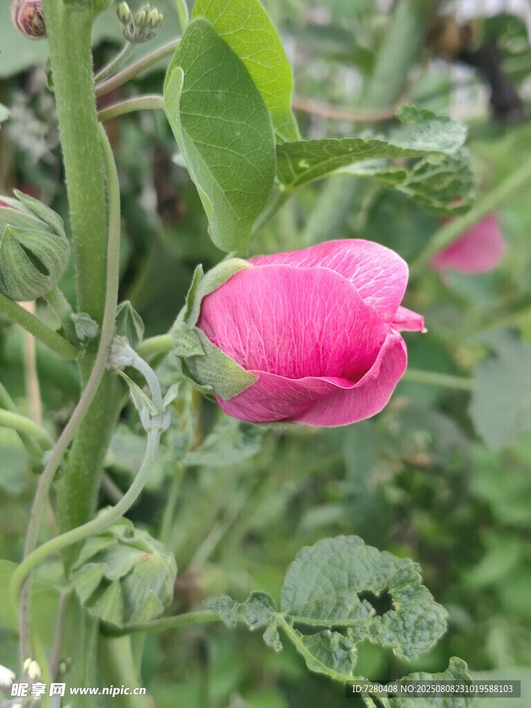 嬌艷粉色花朵綻放