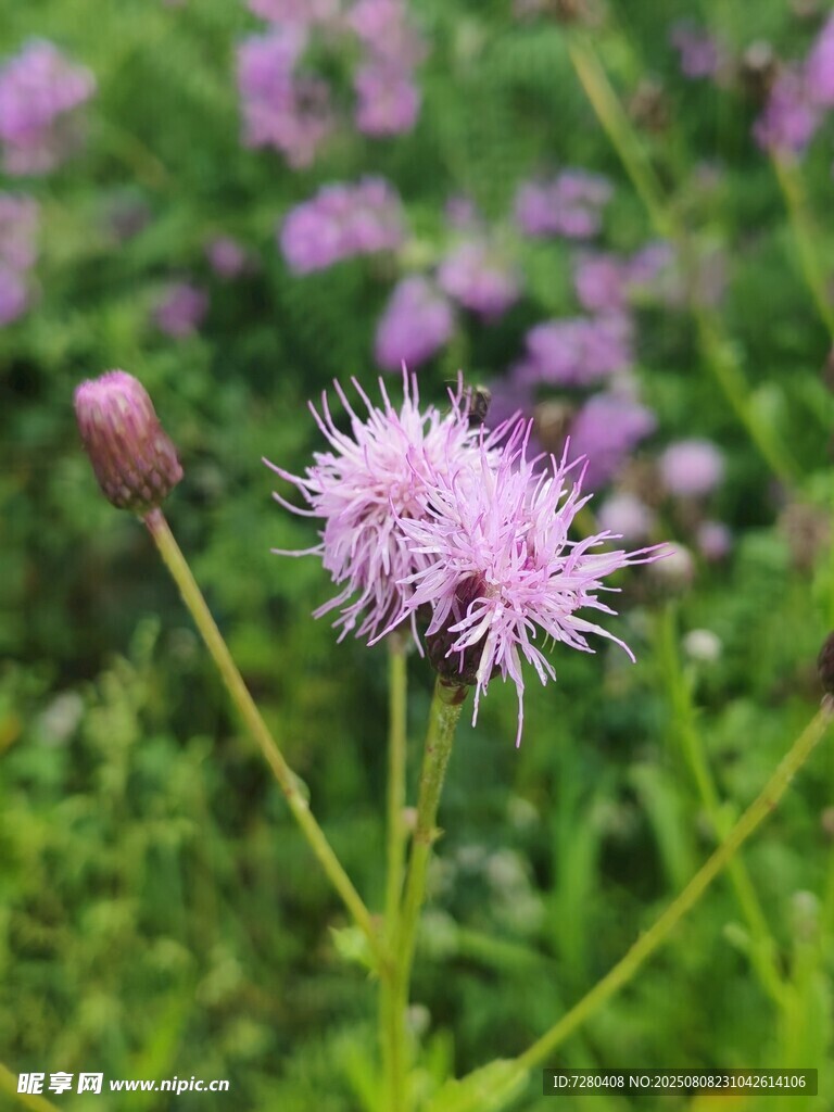 田野中的美麗紫色薊花