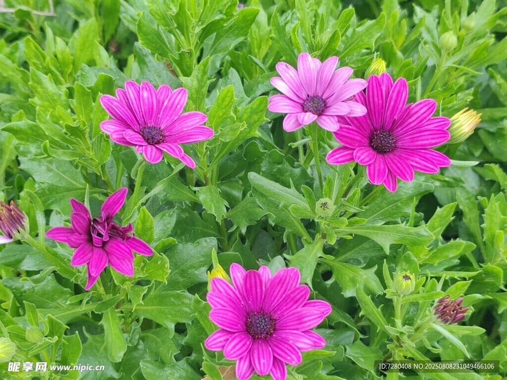 紫色雛菊綻放于綠葉間