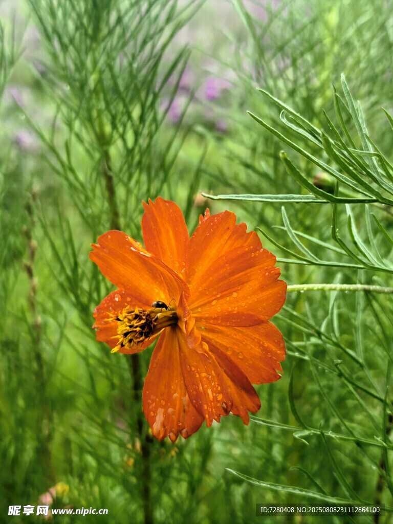 橙色波斯菊綻放于綠野