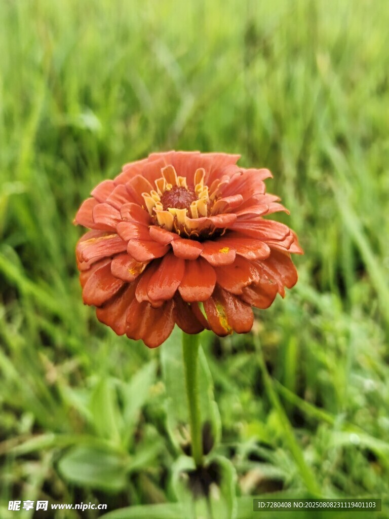 橙色百日菊綻放于綠草間
