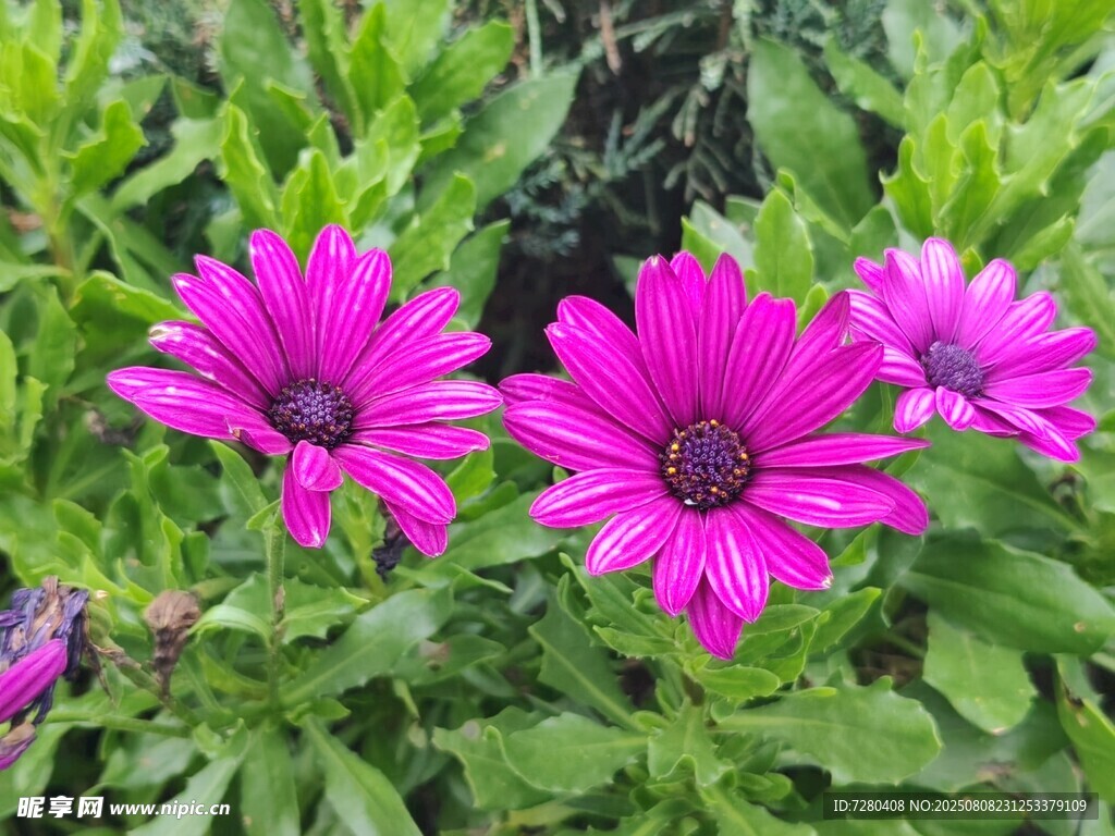 艷麗紫花綻放綠葉間