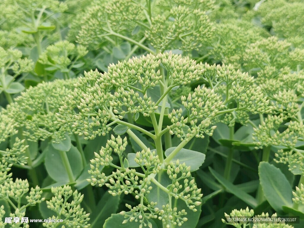 翠綠繁茂的植物景象