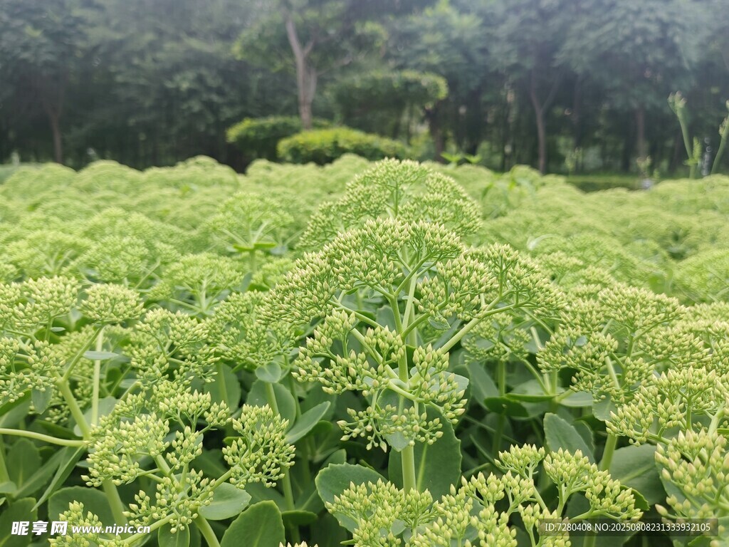 綠意盎然的繁茂植物景觀