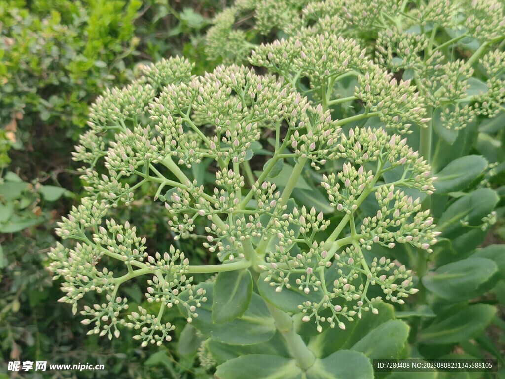 綠色繁茂的傘形植物花卉