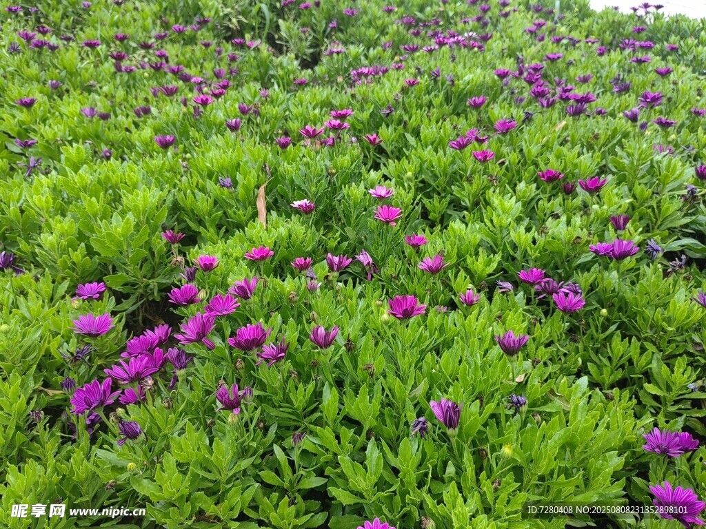紫色花叢綠意盎然