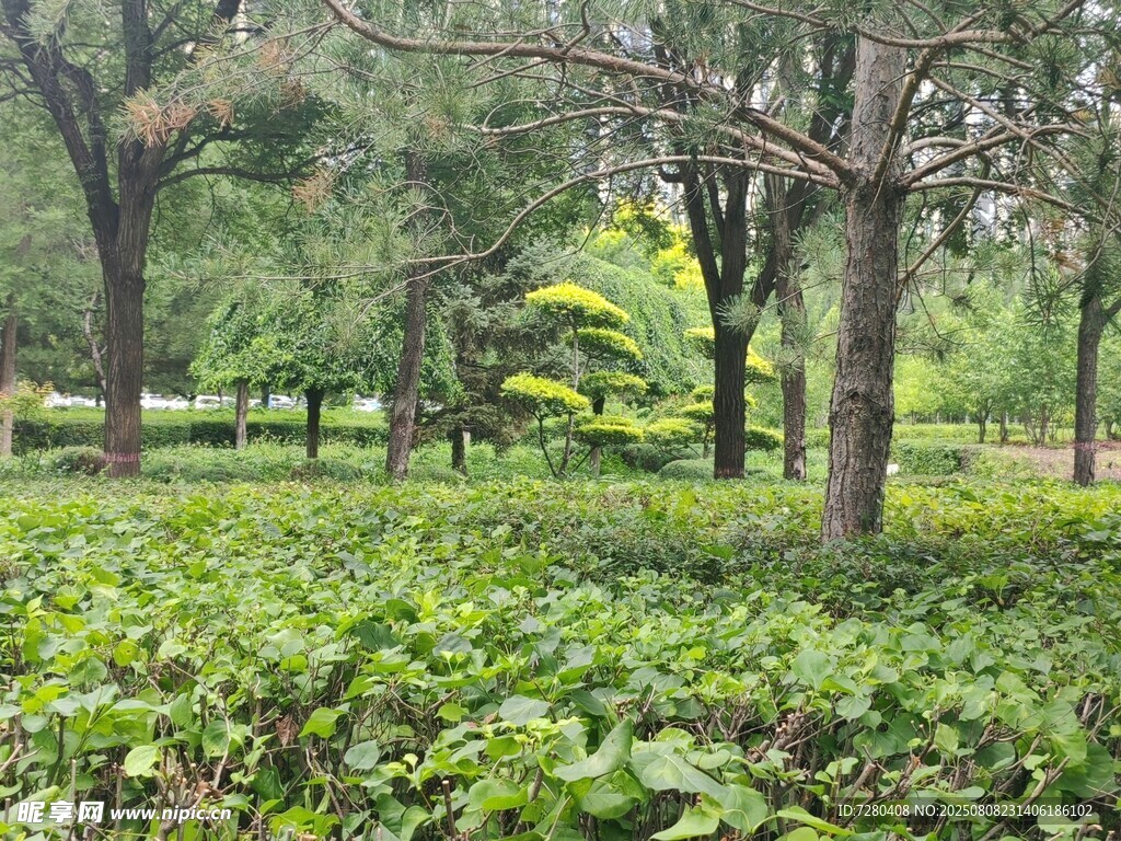 林間綠意盎然的植物景觀