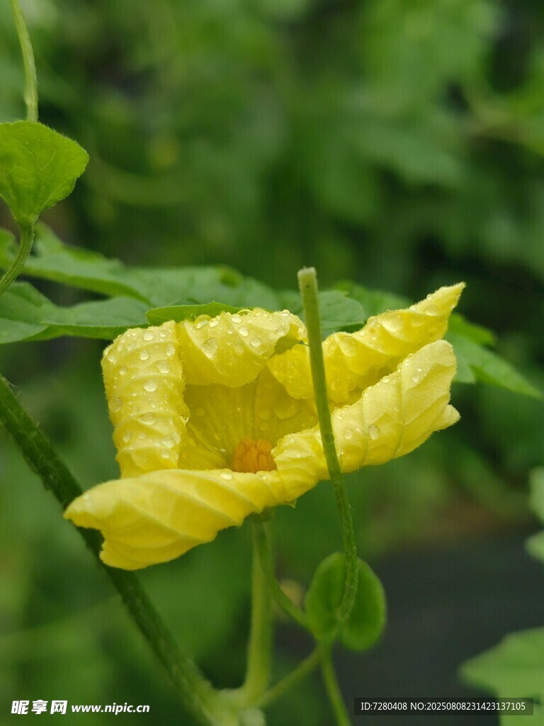 黃色南瓜花特寫
