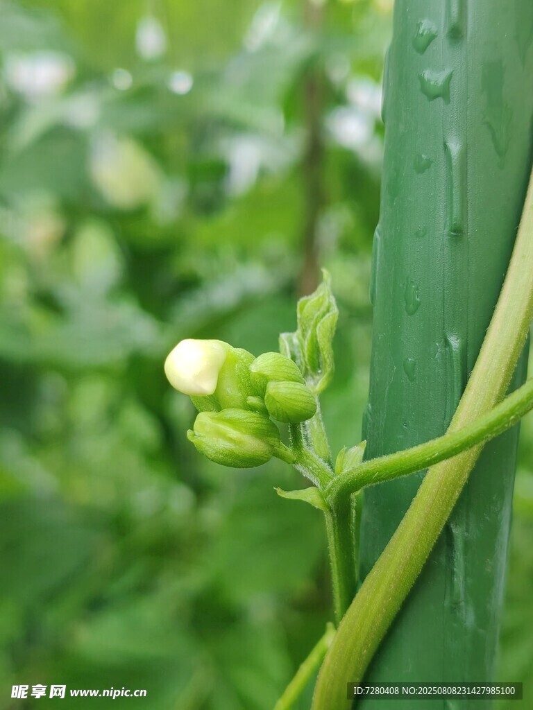嫩綠植物花苞特寫
