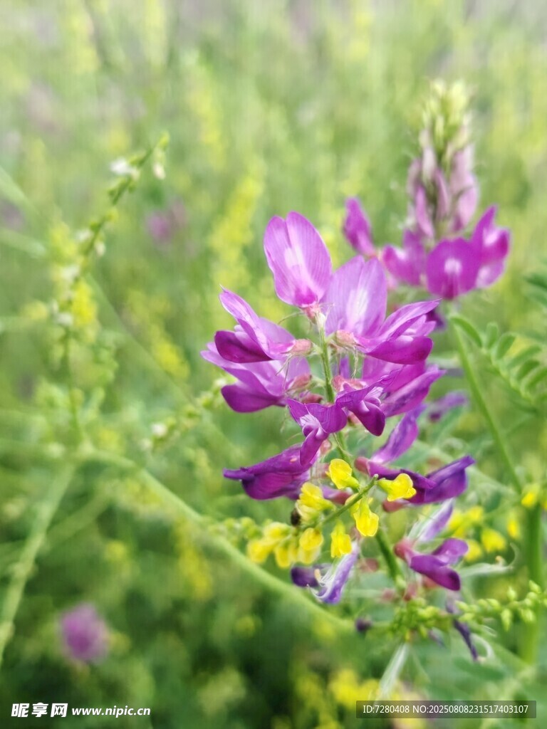 紫色野花綻放于綠野間
