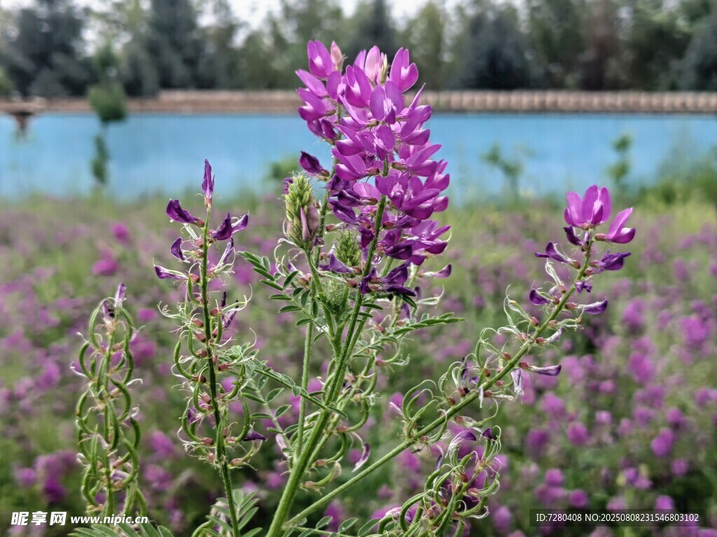 紫色花海綻放美麗景致
