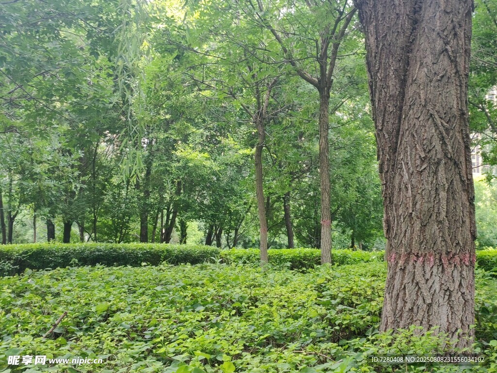 林間綠意盎然的自然景致