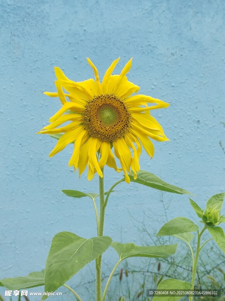 陽光下的燦爛向日葵