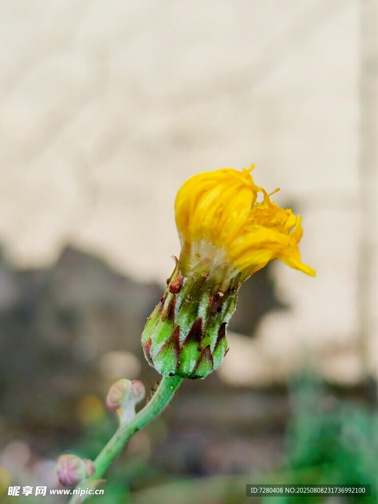 黃色小花特寫