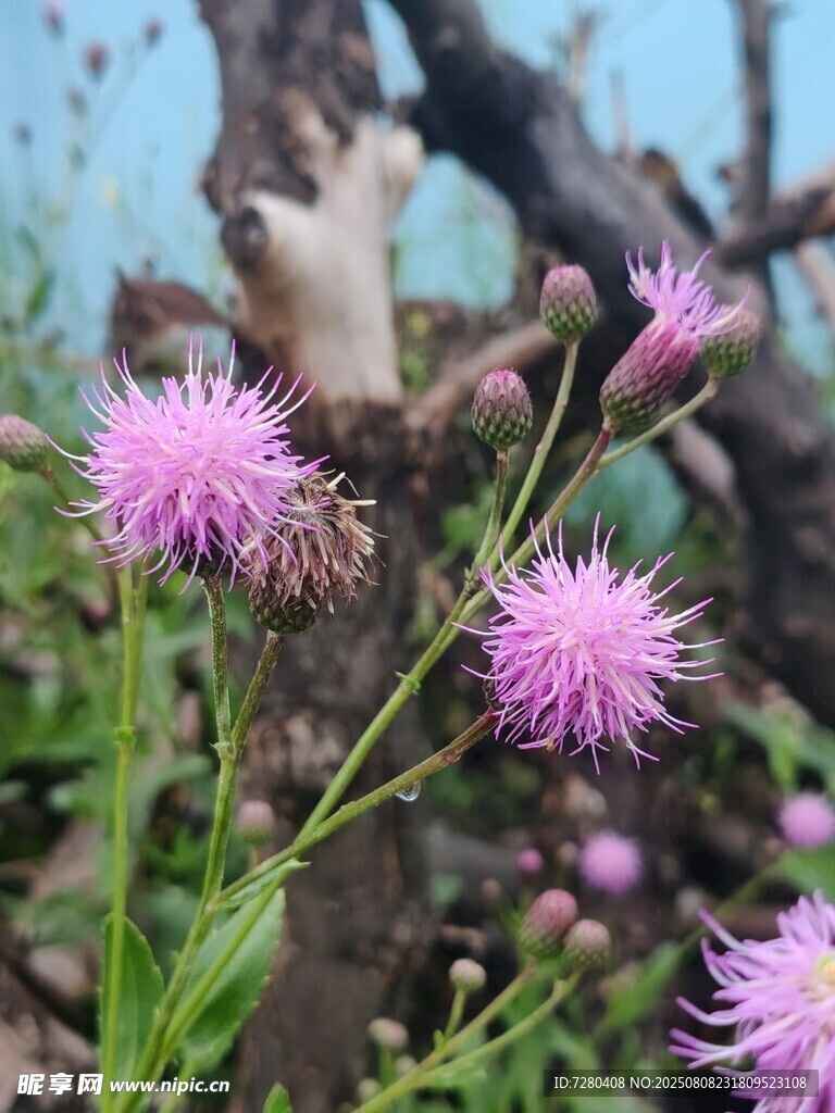 野外綻放的美麗小薊花