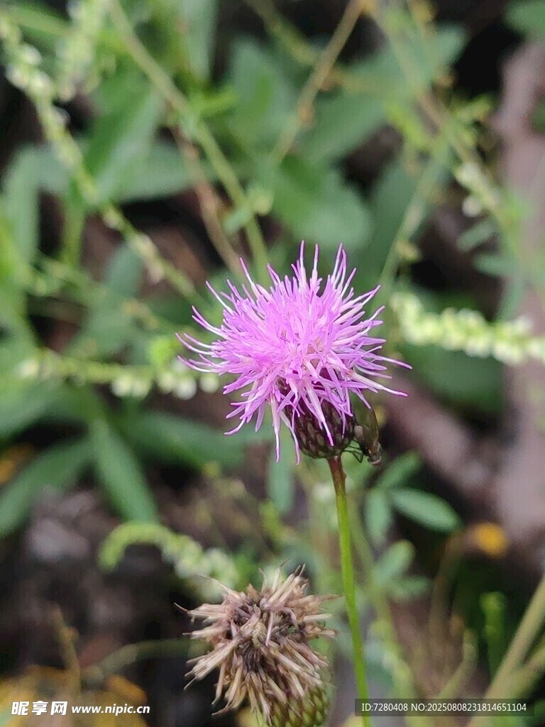 紫色薊花特寫