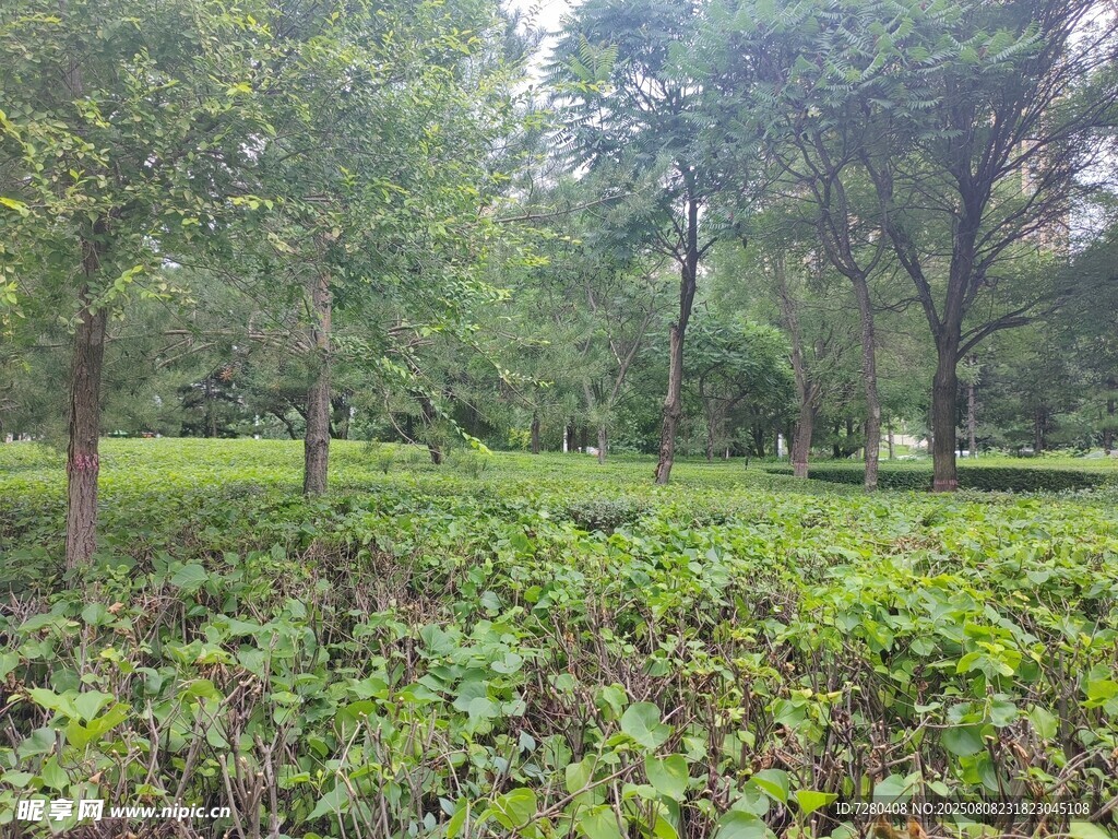 綠意盎然的林間草地