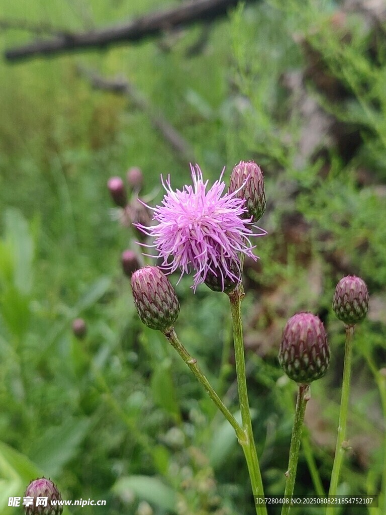 野外綻放的美麗薊花