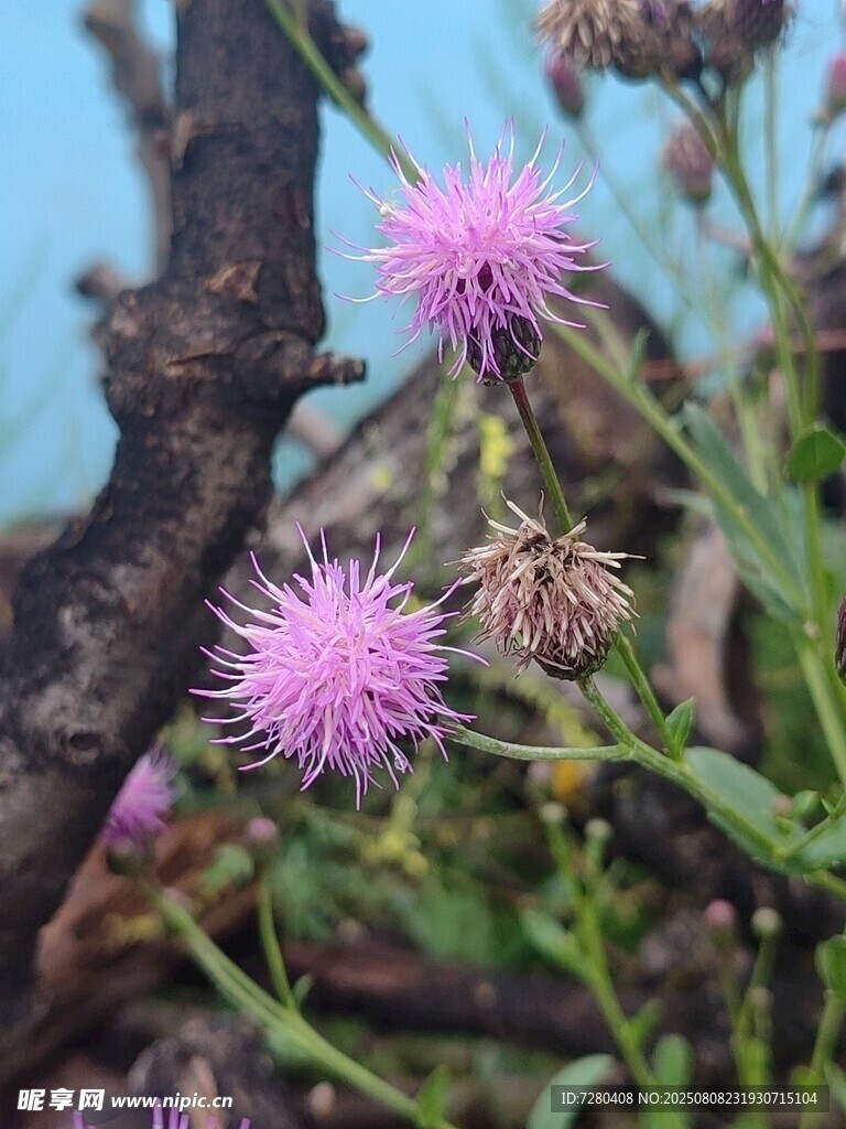 枝頭綻放的紫色小花