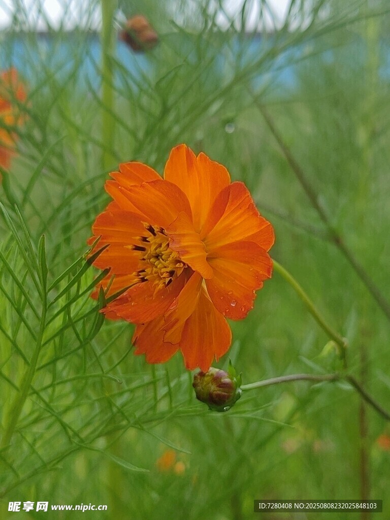 嬌艷橙色波斯菊特寫
