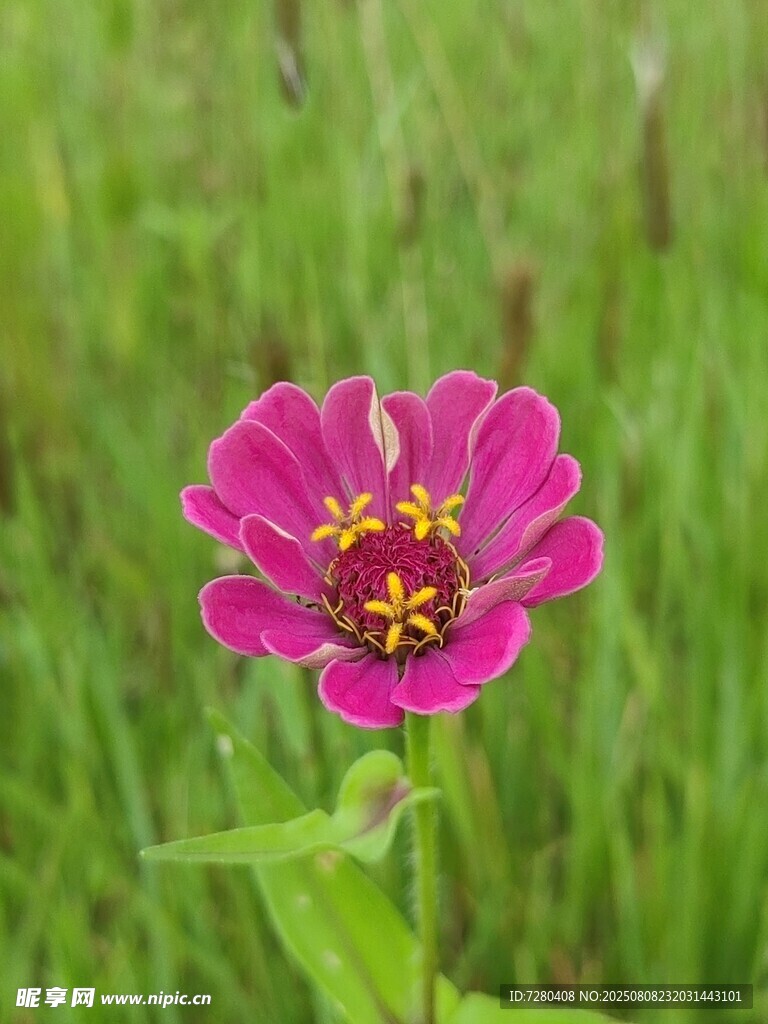 嬌艷玫紅花朵綻放于綠野