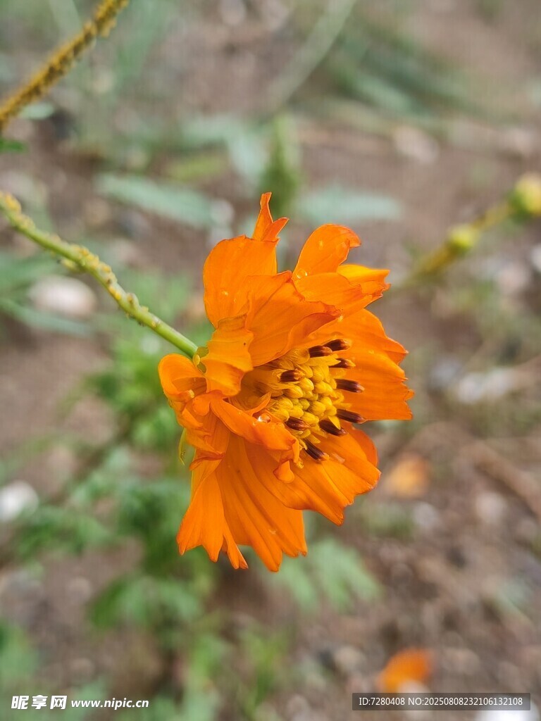 橙色單朵小花特寫